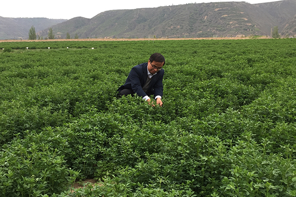 曹宏在环县苜蓿科研基地(2018)1.jpg